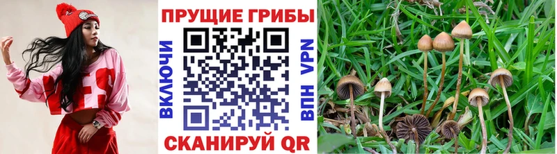 Псилоцибиновые грибы прущие грибы  Купить закладки  Катав-Ивановск 