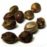Семена марихуаны АК-47  (Seeds AK-47) в Катав-Ивановске